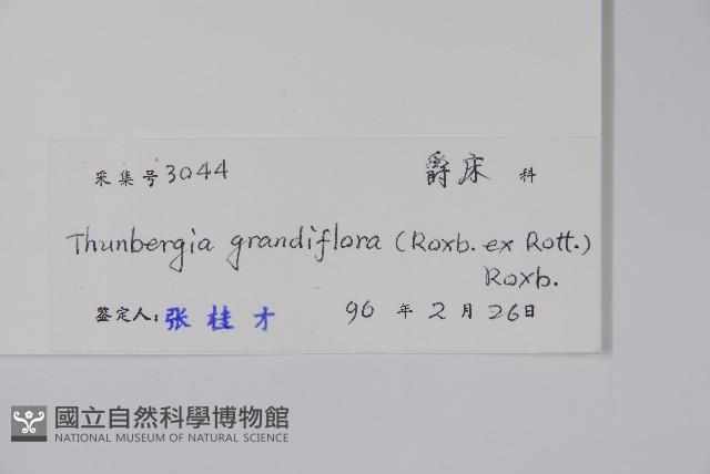 大鄧伯花藏品圖，第2張