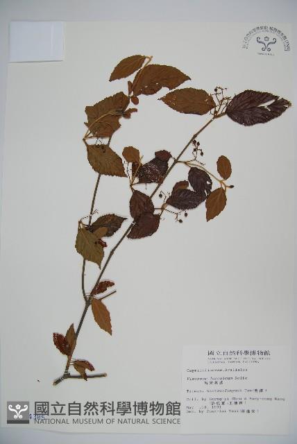 呂宋莢迷藏品圖，第1張