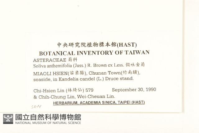 假吐金菊藏品圖，第2張