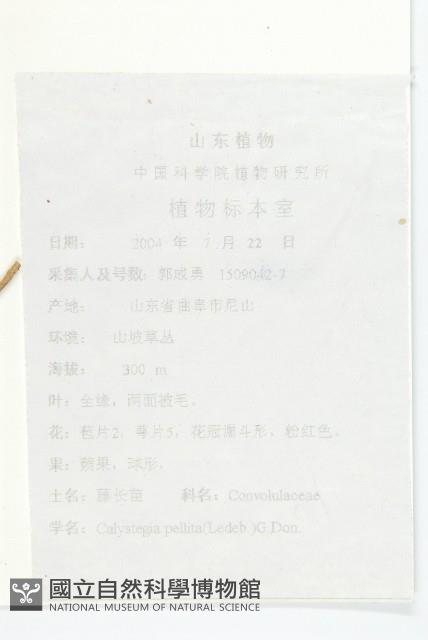 藤長苗藏品圖，第2張