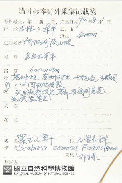 窄葉藍盆花藏品圖，第2張