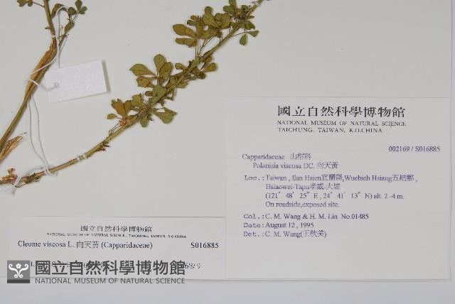 向天黃藏品圖，第2張