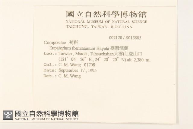 臺灣澤蘭藏品圖，第2張