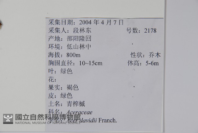 青榨槭藏品圖，第2張
