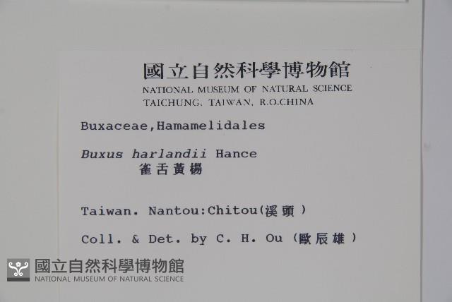 華南黃楊，雀舌黃楊，匙葉黃楊藏品圖，第2張