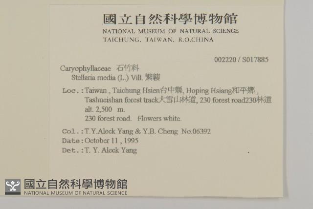 繁縷藏品圖，第2張