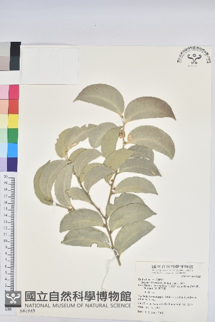 鐵色藏品圖，第4張