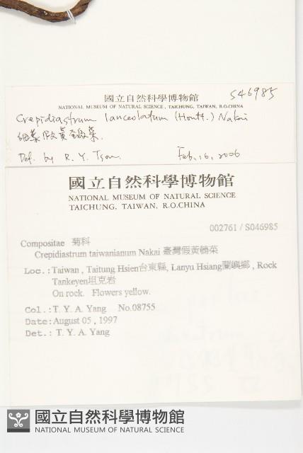 細葉假黃鵪菜藏品圖，第2張