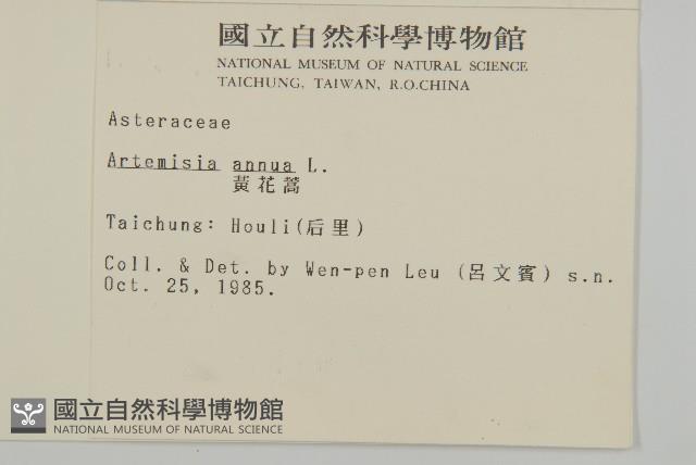 黃花蒿藏品圖，第2張