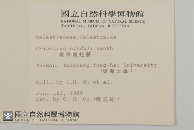 南華南蛇藤，青江藤藏品圖，第5張