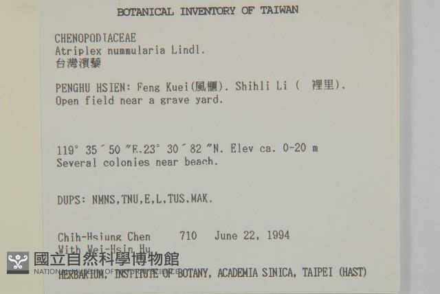 臺灣濱藜藏品圖，第2張