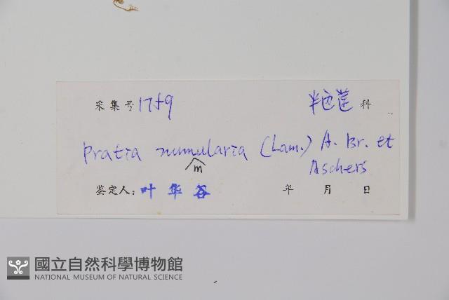 普剌特草藏品圖，第2張