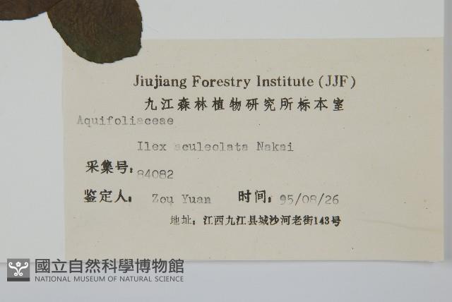 鼠李冬青、滿樹星藏品圖，第2張