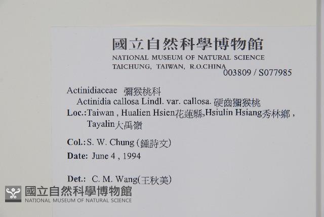 硬齒獼猴桃藏品圖，第2張