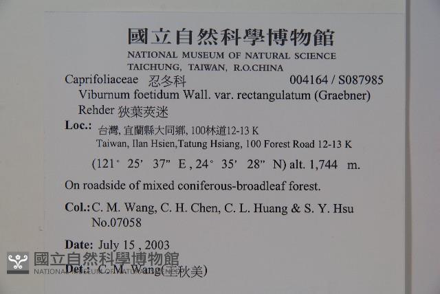 狹葉莢迷藏品圖，第2張