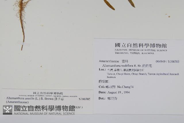 蓮子草藏品圖，第2張