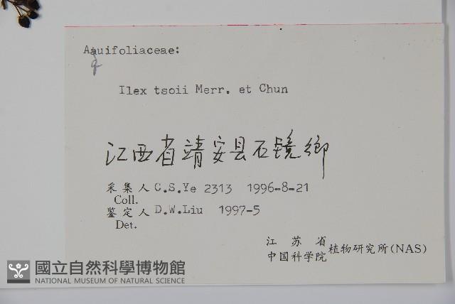 紫果冬青藏品圖，第2張