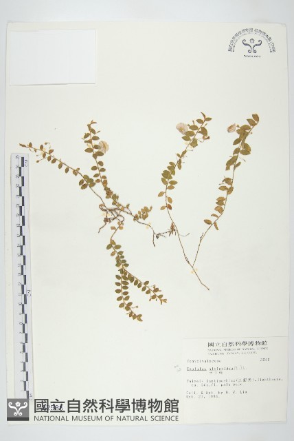 土丁桂藏品圖，第1張