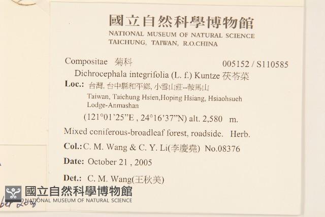 矮菊藏品圖，第2張