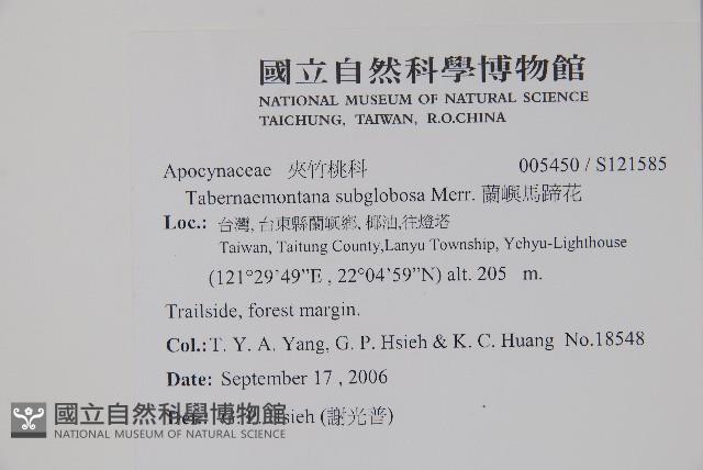 蘭嶼馬蹄花藏品圖，第2張