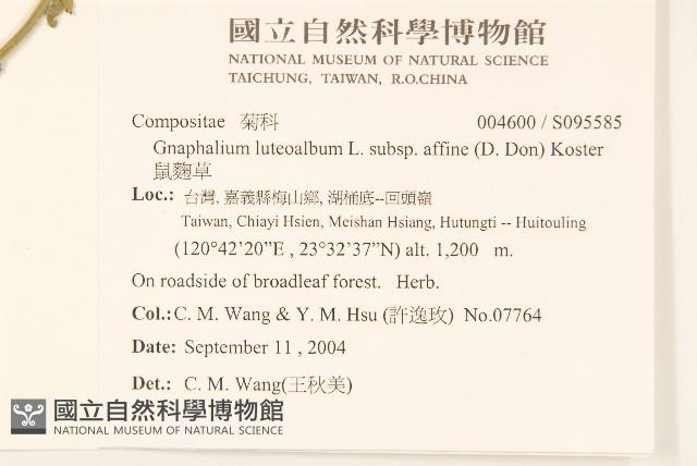 鼠麴草藏品圖，第2張