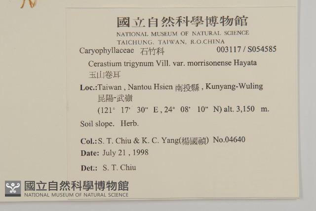 玉山卷耳藏品圖，第2張