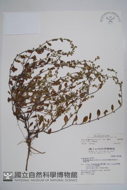 細纍子草藏品圖，第1張