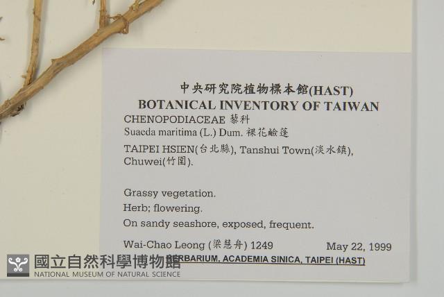 裸花鹼蓬藏品圖，第2張