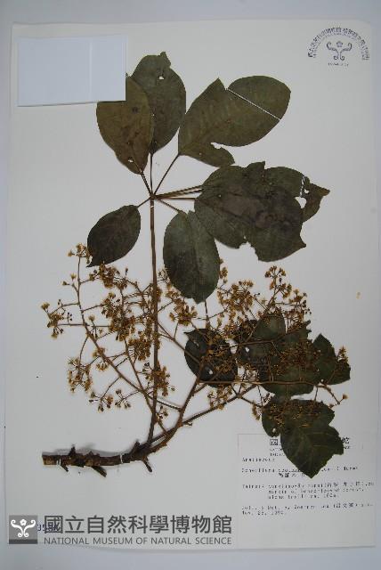 鵝掌柴、江某、鴨腳樹藏品圖，第1張