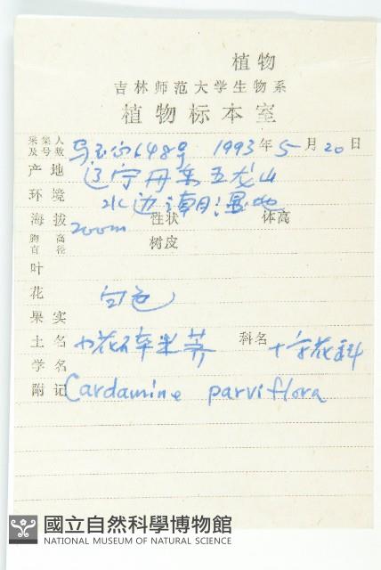 小花碎米薺藏品圖，第2張