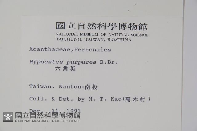 六角英, 槍刀菜藏品圖，第2張