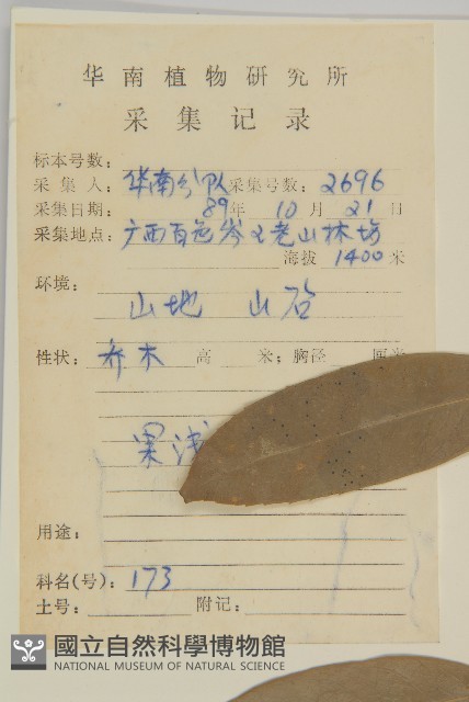 革葉衛矛藏品圖，第2張