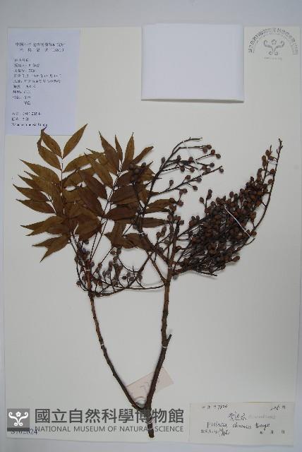 黃連木、爛心木藏品圖，第1張