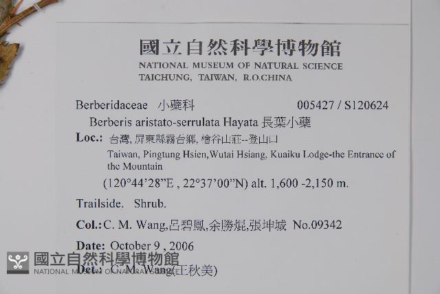 長葉小蘗藏品圖，第2張