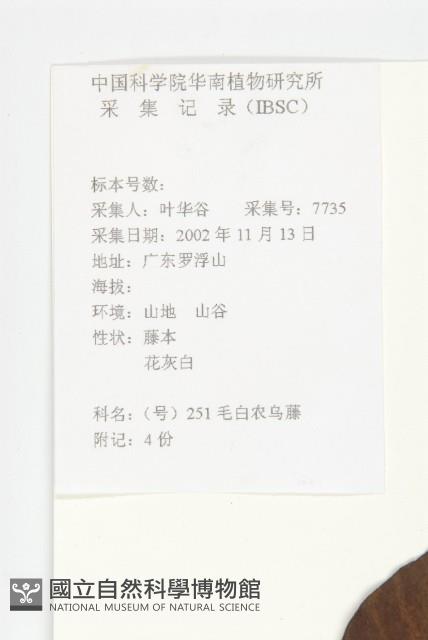 頭花銀背藤藏品圖，第2張