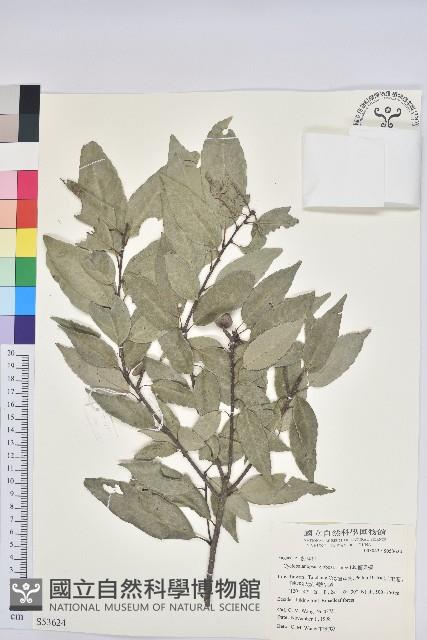 圓果青剛櫟藏品圖，第1張