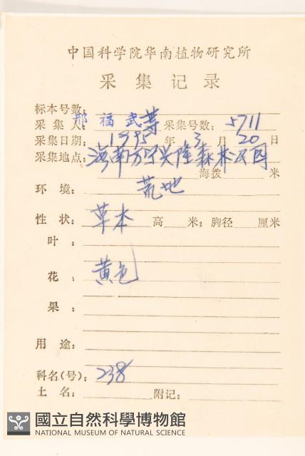 線球菊、田基黃藏品圖，第2張