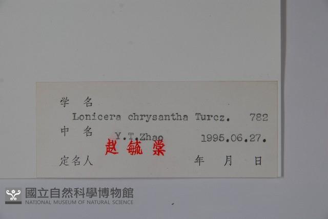 金花忍冬藏品圖，第2張