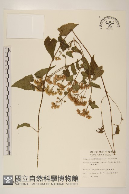 蔓澤蘭藏品圖，第1張