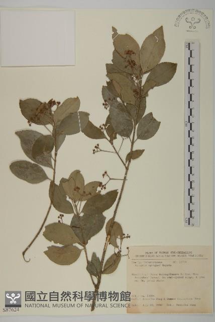 刺果衛矛藏品圖，第1張