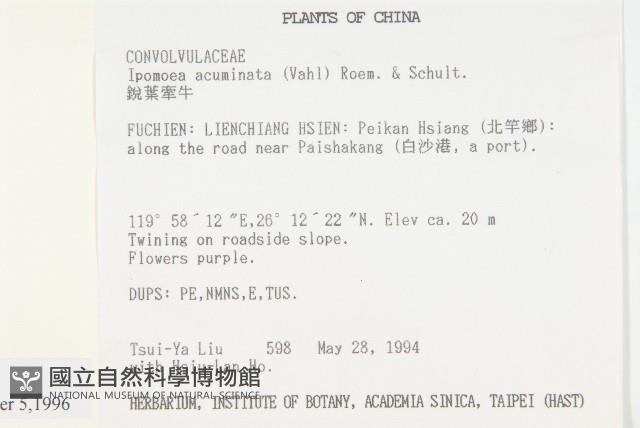 銳葉牽牛藏品圖，第2張