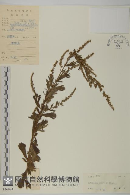 牡蒿藏品圖，第1張