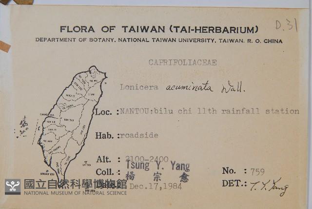 阿里山忍冬、漸尖葉忍冬藏品圖，第2張