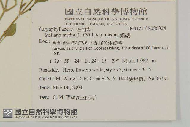 繁縷藏品圖，第2張