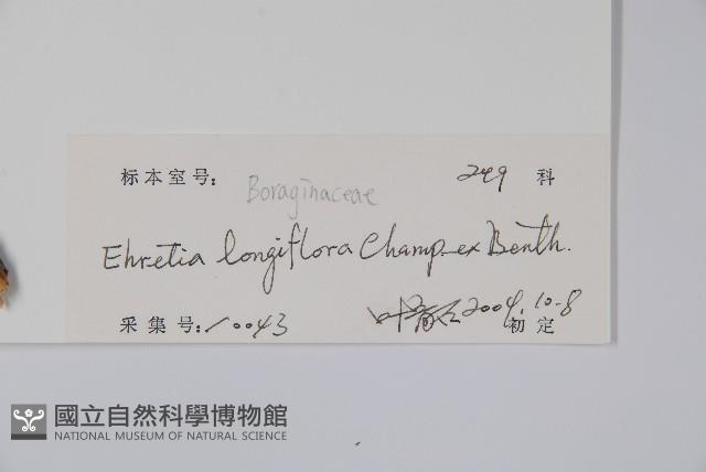 長花厚殼樹藏品圖，第2張