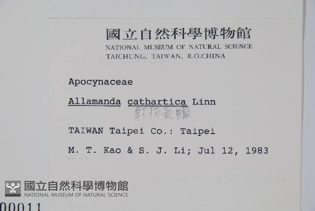 軟枝黃蟬藏品圖，第2張