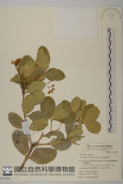 交趾衛矛藏品圖，第1張