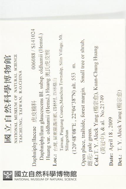 奧氏虎皮楠藏品圖，第2張