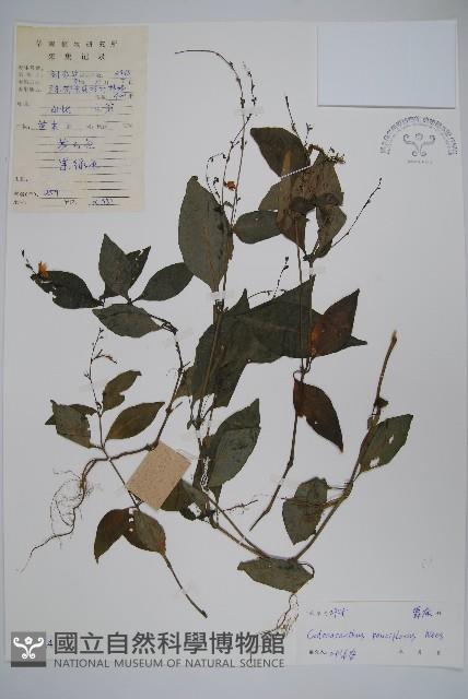 針刺草藏品圖，第1張