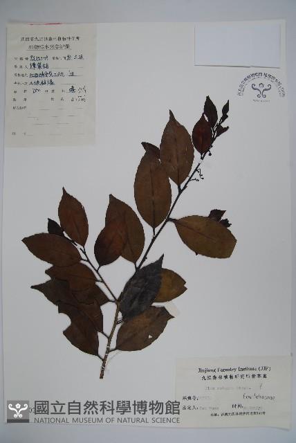 鐵冬青藏品圖，第1張